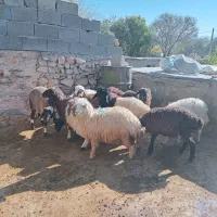 بره سالم ۵تا ماده ۵تانر