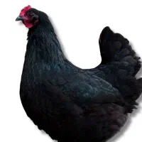 خروس و مرغ تخم گذار