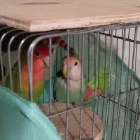 دو طوطی برزیلی