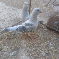 کفتر|پرنده|بم, |دیوار