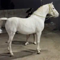 نریان ۴ ساله تازه سواری نوه بن طاووس پهلوان قدیری