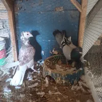 کبوتر|پرنده|نیشابور, فضل|دیوار