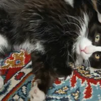 گربه..سه ماهه.نر وماده|گربه|سبزوار, هفت تیر|دیوار