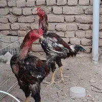 فروش مرغ و خروس لاری