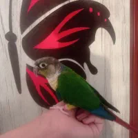 گرینچیک دستی|پرنده|شهر بابک, |دیوار