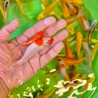 ماهی کوی در سایزهای مختلف|ماهی|شیراز, شهرک بهار|دیوار