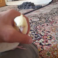 عروس هلندی