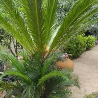 سیکاس تنه دار