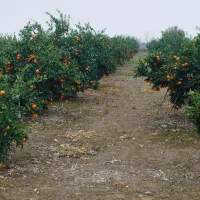 ۳۲۰۰مترپژ۴ساله باسندمالکیت وانشعابات دردسترس