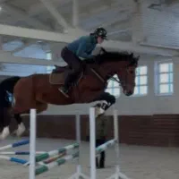 اسب ورزشی وارداتی زیر قیمت