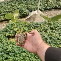 نشا توت فرنگی البیون|خدمات باغبانی و درختکاری|هشتگرد, قاسم آباد بزرگ|دیوار