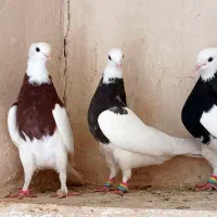 کفتر کاشمر|پرنده|کاشمر, |دیوار