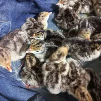 فروش جوجه بوقلمون برنز