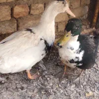 اردک بومی|حیوانات مزرعه|پیر بکران, |دیوار