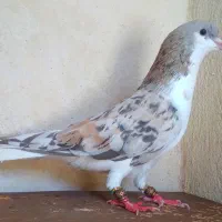 کبوترخوشرنگ سرور۷پرگل ۷رنگ نرهویی بی عیب|پرنده|شیراز, سعدیه شمالی|دیوار