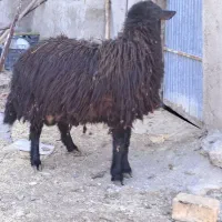 هترو قوچ|حیوانات مزرعه|سلطانیه, |دیوار