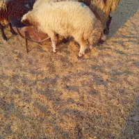 فروش قوچ وبره|حیوانات مزرعه|دهلران, |دیوار