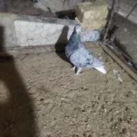 چند تا کفتر خوب|پرنده|یونسی, |دیوار