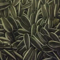 تخمه آفتابگردان اس ۳۰۰