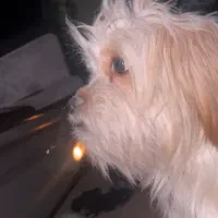 گمشده سگ تریر