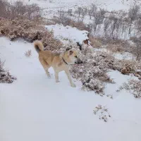 سگ گله|سگ|مشکان, |دیوار