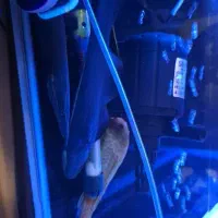 آکواریم با ماهی و با تمام تجهیزات زیر قیمت