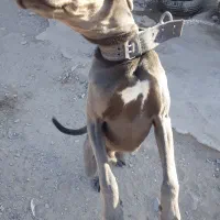 واگذاری سگ نژاد خوب