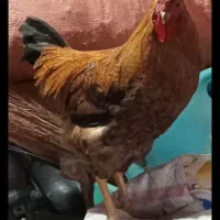 مرغ وخروس|حیوانات مزرعه|جوانرود, |دیوار