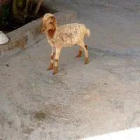فروش بچه بره ماده تخمه سه دنگی