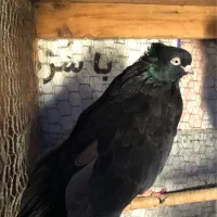 کبوتر نمایشی زیبا|پرنده|قائم‌شهر, |دیوار