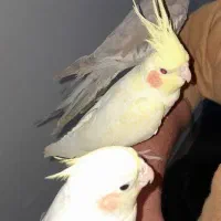 عروس هلندی لوتینو بالغ|پرنده|لاهیجان, امیرشهید|دیوار