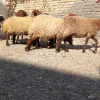 میش آبستن بره ماده|حیوانات مزرعه|مشهد, كنويست|دیوار