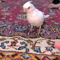 جوجه عروس هلندی