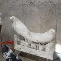 یک جفت کبوتر سفید|پرنده|میانه, |دیوار