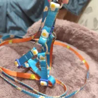 قلاده گربه