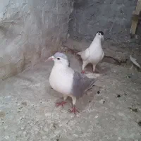 کفتر نر و ماده