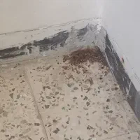 شرکت مبارزه با حشرات و ناقلین سلامت اندیشان طرهان|خدمات نظافت|کوهدشت, |دیوار