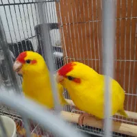 فروش یک جفت طوطی