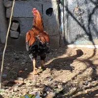 خروس لاری|حیوانات مزرعه|قزوین, |دیوار