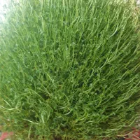 سبزی برای مرسمات