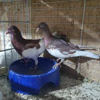 کبوتر|پرنده|یزد, |دیوار