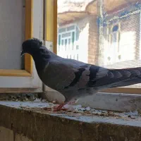 گمشده کبوتر