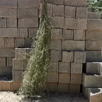 بذر یونجه خیلی قدبلند