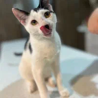 واگذاری گربه دی اس اچ شیطون و خونگرم|گربه|بابل, |دیوار