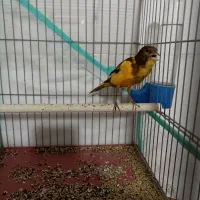 قناری ابلغ|پرنده|شیراز, کوشک میدان|دیوار