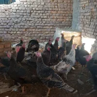 بوقلمون نروماده