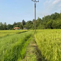 زمین کشاورزی|فروش زمین و ملک کلنگی|رشت, چله خانه|دیوار