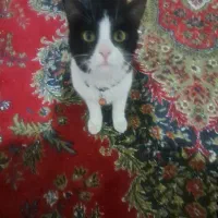 گربه تاکسیدو