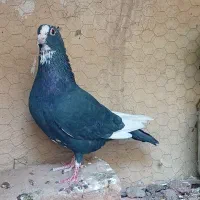 ماده پلنگ کلایی