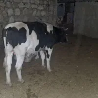 گوساله پروار|حیوانات مزرعه|کارزان, |دیوار